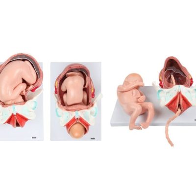 3-Stage Childbirth Process Model