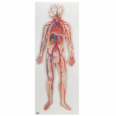 Half Life-Size Human Circulatory Model