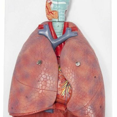Human Lung and Respiratory