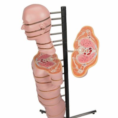 MRI Human Torso Model