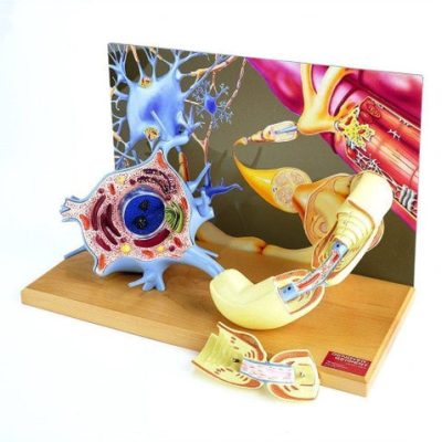 Motor Neuron Diorama Model