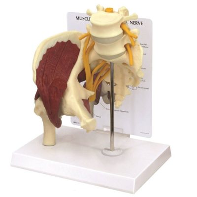 Muscled Hip with Sciatic Nerve Model
