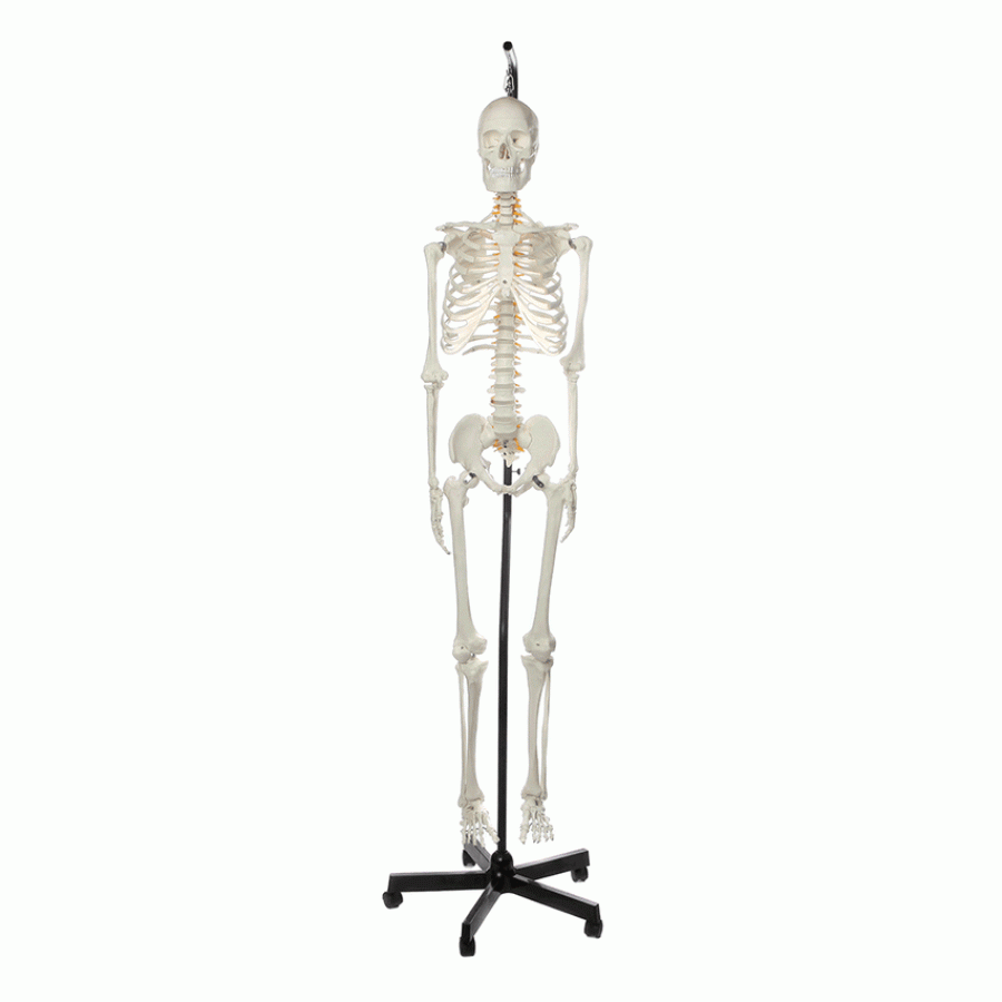 anatomy